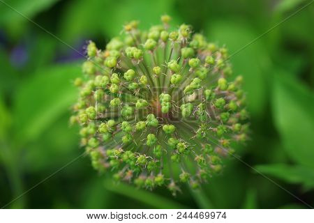 Beautiful Close Up View Of Green Plant Isolated. Beautiful Green Background.