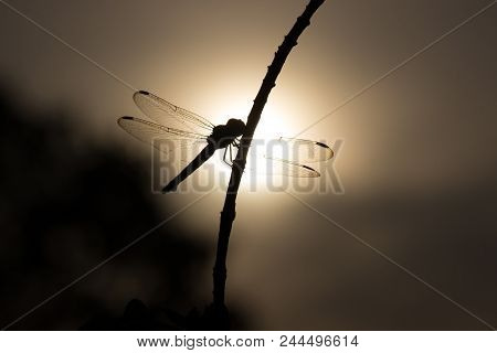 A Drogonfly Sitting On The Stem Of The Plant In Sepia Color,