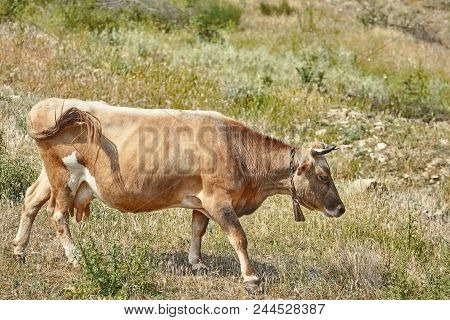 Brown Cow With A Cowbell On The Pasture Land
