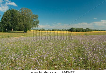 Fiołek Flowerl pola