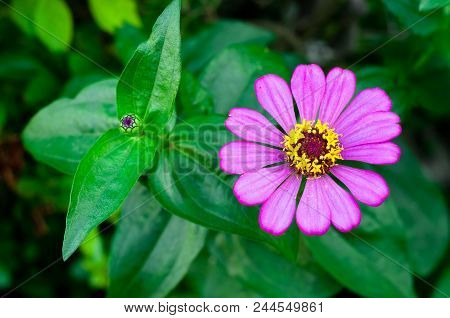 Zinnia Violacea Cav. Pink Flowers Are Available In Thailand.
