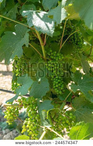 Ripening Grapes On Wine Grapes Plants In Great Wine Region Of South Italy, Summer In Apulia