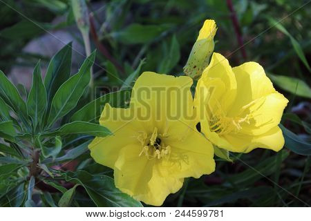 Missouri Evening Primrose, Oenothera Macrocarpa, Herbaceous Perennial Plant With Yellow Flowers