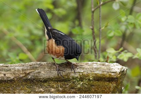 Male Eastern Towhee (pipilo Erythrophthalmus) Perched On A Rail Fence At The Edge Of A Forest - Gran