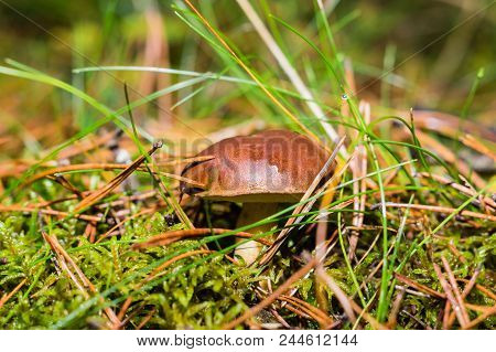 Boletus And Pudding Next To Each Other