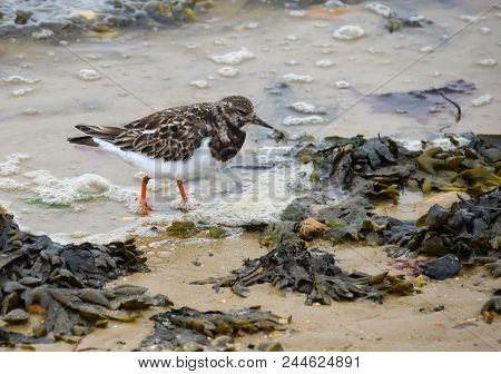 A Ruddy Turnstone Forages On The Shoreline In Lepe Near Southampton