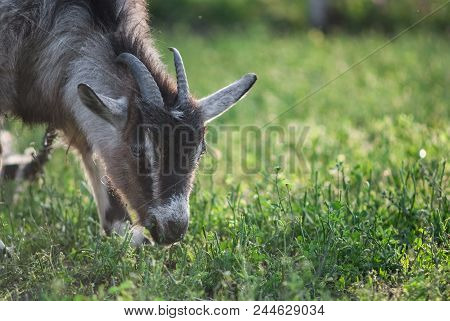 Funny Face Small Goat, Brown Goat, Domestic Goat, Brown Goat Portrait On Natural Backraund
