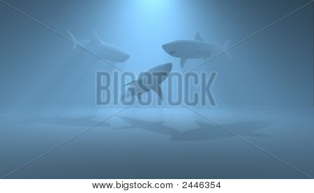 三个鲨鱼