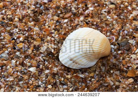 Seashell On Wet Beach At Summer Day