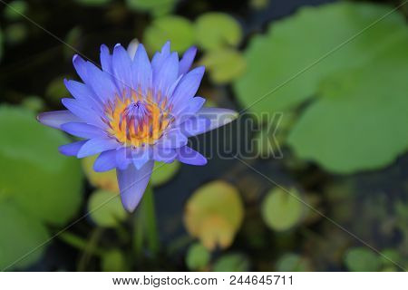 The Purple Lotus In The Basin And Lotus Leaves Are The Background.