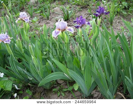 Group Of Blue Irises In The Ukrainian Garden, Perennial Garden. Gardening. Bearded Iris.