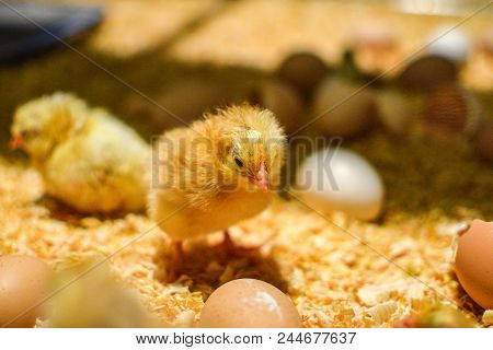 Chicken With Only A Few Hours Of Birth