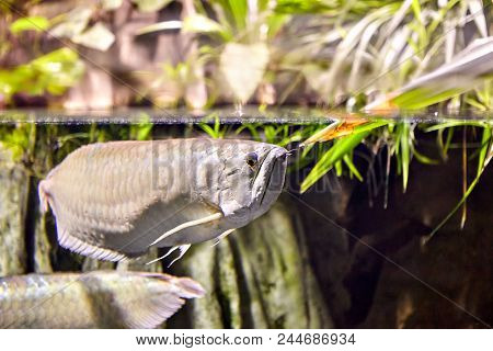 Exotic Tropical Freshwater Fish Silver Arowana  In Natural Ecosystem.