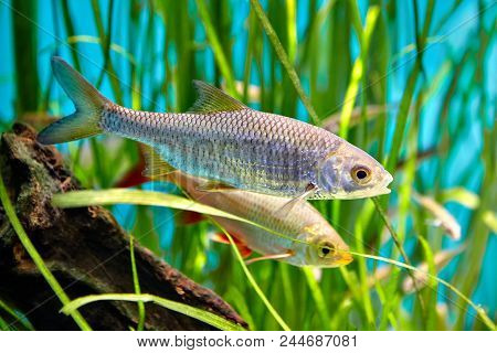Common Rudd Is Swimming Underwater, Freshwater Fish, Belongs To Family Of Carp Fish.