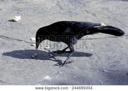 The Greater Antillean Grackle (quiscalus Niger) - Varadero, Cuba