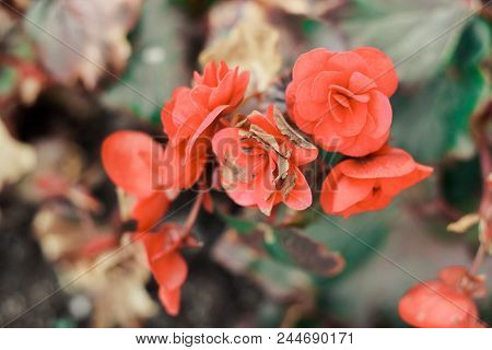 Beautiful Blooming Red Garden Roses With Withering Leaves. Closeup Of Tender Flowers On Blurred Sene