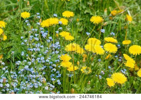 Beautiful Spring Bows With Blooming Blooms. Meadow Flower