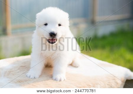 Portrait Of A Lovely Maremmano Sheepdog Puppy With Tonque Out Sitting On The Table Outside In Summer