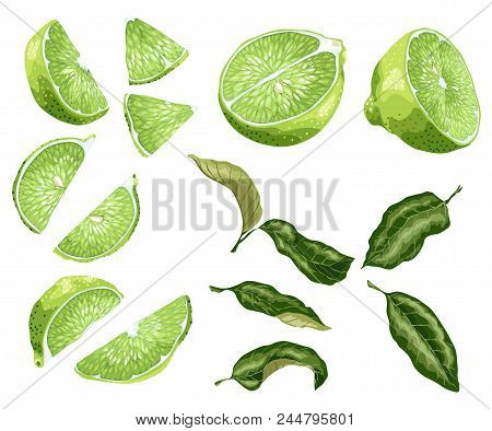 Lime Parts Set With Lime Fruit  Halves Of A Fruit And Its Slices In Realistic Graphic Vector Illustr