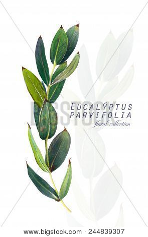 Botanical Illustration. Postcard Card With Twigs Of Eucalyptus Parvifolia. Imitation Of Watercolor. 