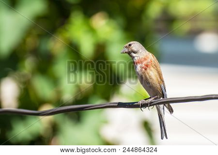 Tapdog, Creeper, Bird Of The Passerine Family Sitting On The Wire And Looking Close Up