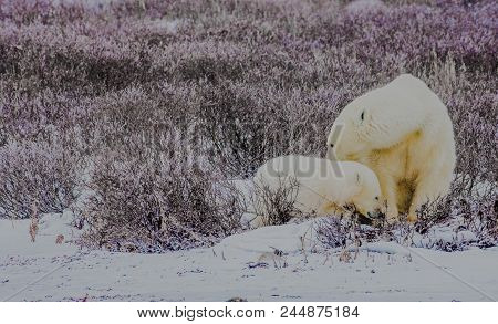 In The Churchill Manitoba Region, A Mother Polar Bear Sniffs Her Cub To Ensure That It Is Healthy An