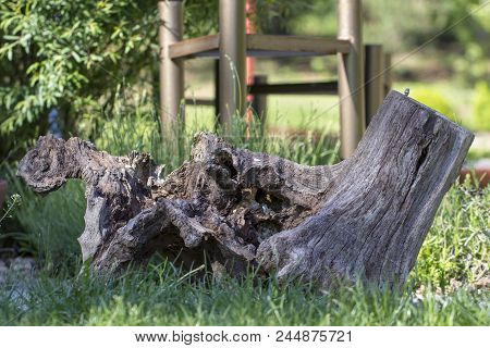 Dry Dead Snag On Garden Background. Selective Focus