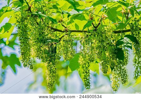 Close-up Of The Branch Of A Sycamore Maple Tree (acer Pseudoplatanus).
