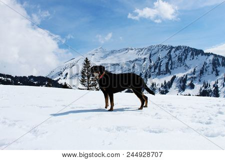 Such A Beautiful Winterday In The Mountains