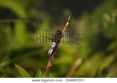 The Dragonfly Is An Insect, Thus An Invertebrate Animal, Of The Order Of Odonates, Of Subordinate Of
