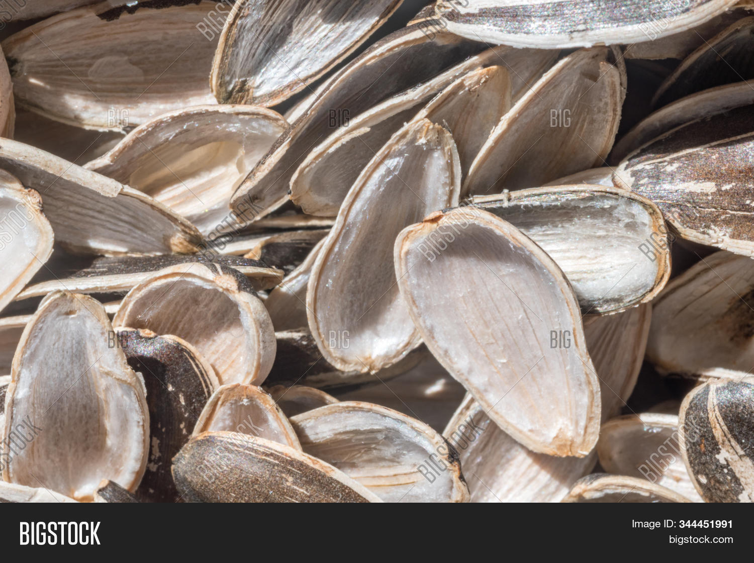 Closeup Empty Shells Image & Photo (Free Trial) Bigstock