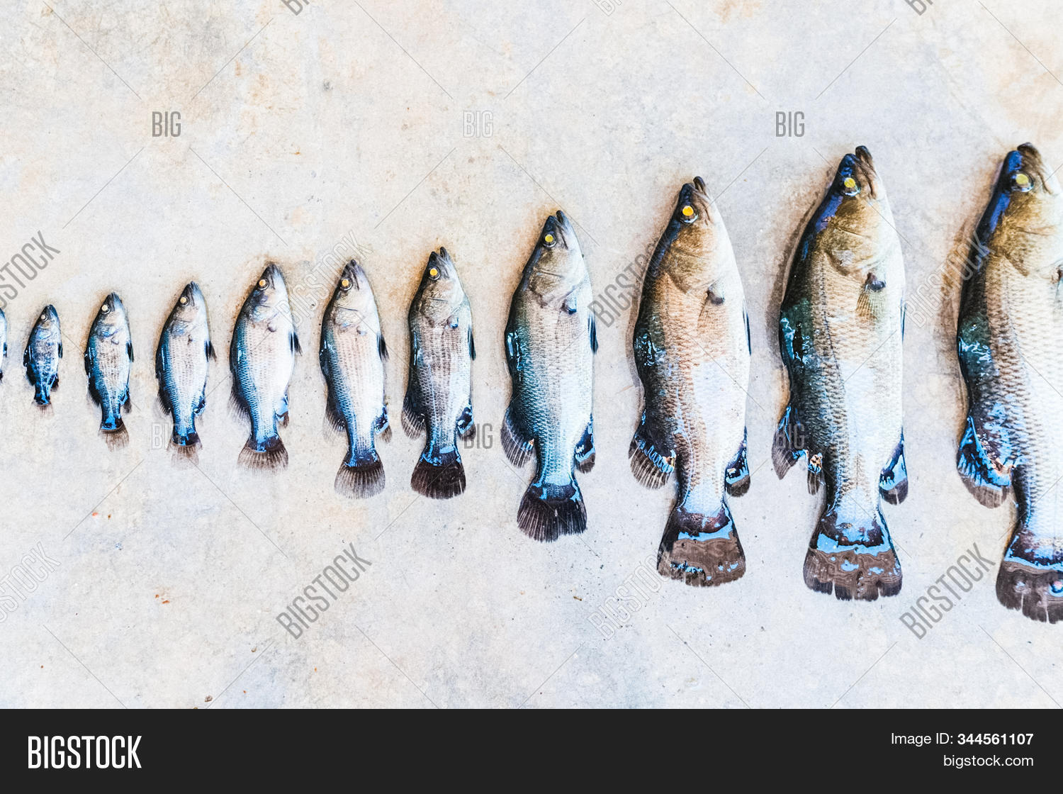 Row, Fish Different Image & Photo (Free Trial) Bigstock