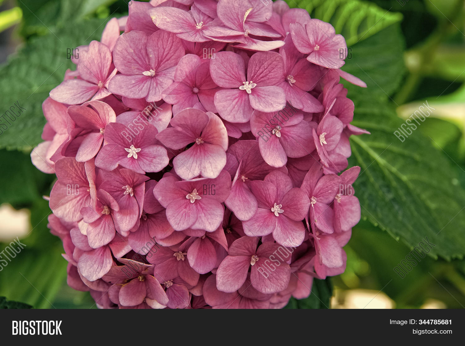 Image of Close-up of hydrangea bush with pink blooms