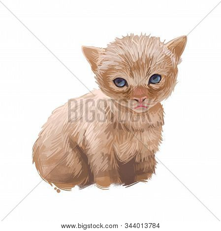 Colorpoint Shorthair Cat Isolated On White. Digital Art Illustration Of Hand Drawn Kitty For Web. Fa