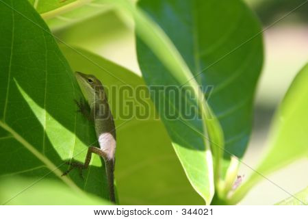 Lucertola verde Anole