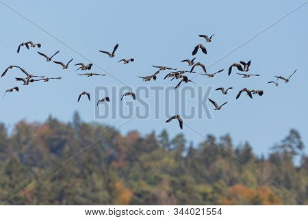 Flock Of Natural Lapwings (vanellus Vanellus) Flying Over Forest, Blue Sky