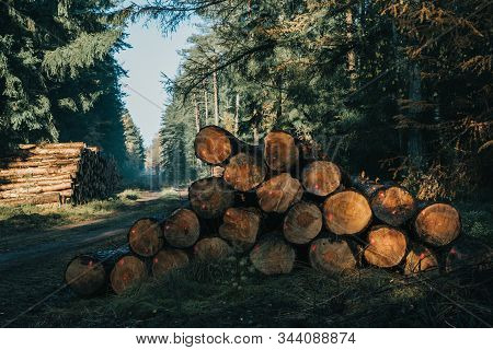 Piles Of Lumbers By Pathway In The Forests Of Luneberg Heide Woodland In Germany