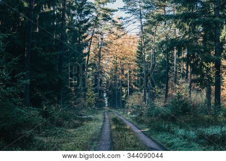 Foggy Pathway Inside Pine Tree Forests With Autumn Fall Colored Foliage In The Morning In Luneberg H