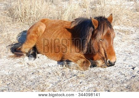 Wild Horse Resting In The Cool Sand On Assateague Island In Maryland.