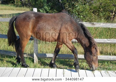 Wild Horse Feeding On The Grass Growing Up Through The Gaps A Wooden Walk Way On Assateague Island I