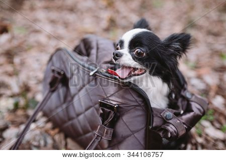 Pet Travel Carrier. Pet Carrier For Small Dog. Dog Carry Bag. Chihuahua And Pet Carry Case. Transpor