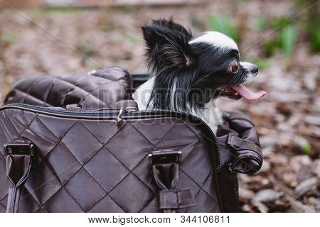 Pet Travel Carrier. Pet Carrier For Small Dog. Dog Carry Bag. Chihuahua And Pet Carry Case. Transpor