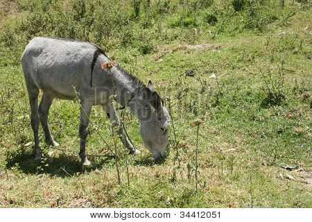 Bir alanda otlayan eşek