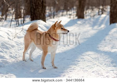 Cute Red Shiba Inu Dog In Red Collar Standing In The Forest In Sunny Winter Day. Portrait Of Japanes
