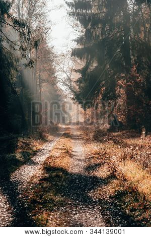 Heavy Morning Fog On Pathway Inside Luneberg Heide Forests Woodland In Germany