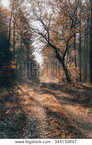 Heavy Morning Fog On Pathway Inside Luneberg Heide Forests Woodland In Germany