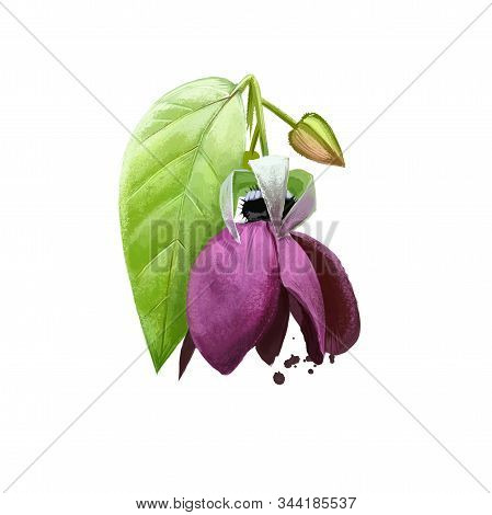 Ulatkambal - Abroma Augusta Ayurvedic Herb, Flower, Blossom. Digital Art Illustration With Text Isol