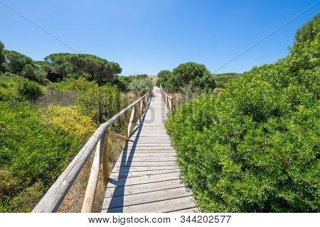 Footbridge With Wooden Planks Between Plants In Trafalgar Cape Natural Park