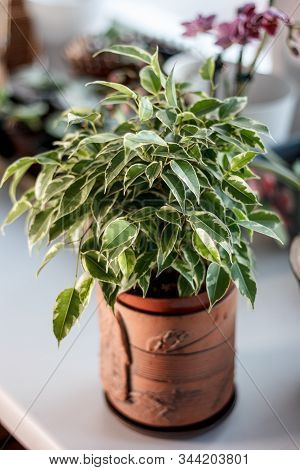 Ficus Benjamina Kinky In A Clay Pot.
