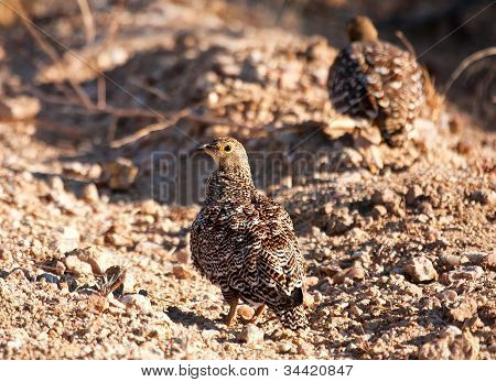 Par dobbelt stribede Sandgrouse